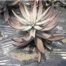 오가네 농장 이미지