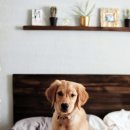 강아지집 이미지