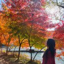 시골춘천닭갈비 내포점 | 남이섬 가평 한정식 맛집 시골밥상닭갈비 고등어백반 쌈밥 내돈내산 후기