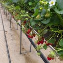 다은농장 이미지