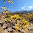 지리산산동산수유