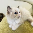 도그마루 강아지고양이 안산점 | 울산강아지분양, 울산고양이분양 도그마루 강아지 고양이 울산점 후기🐾