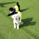 하울 애견 유치원 이미지