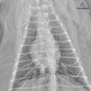 돌봄동물병원 이미지