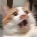 더봄호텔 | W13. 더링크호텔 뷔페 시식 후기/더링크호텔 뷔페/더링크호텔 베일리홀
