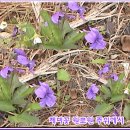 공주의향기