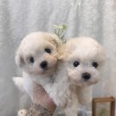 몽냥몽냥 강아지분양 고양이분양 송파점 이미지