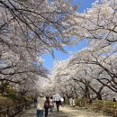 상암동주민센터 개방화장실 | 인천 sk석유화학 벚꽃 동산 개화현황 및 입장시간, 주차, 수유실 정보
