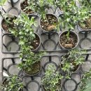 올리브나무 이미지