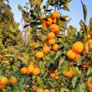 천지2농장 이미지