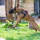 나의 반려견 이미지