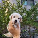 착한애견분양강아지 수원광교본점 이미지