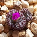 심쿵돼지 이미지