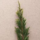 편백나무발판 이미지