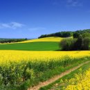 하늘누에 이미지