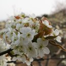 이화(梨花)