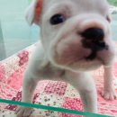 펫월드 경산임당점 이미지