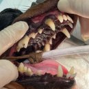 송도 클로버동물병원 이미지