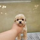 멍품 강아지분양 본점 이미지