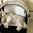 독스아일랜드 이미지