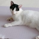 율곡동물병원 이미지