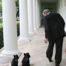 강아지 대통령 이미지