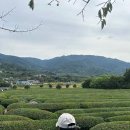 [경남/하동] 녹차밭 카페 매암차박물관 매암제다원