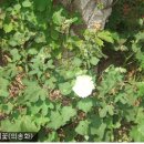 매화공원 광장 이미지