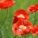 오월의 언덕 이미지