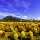 황산문화체육공원 이미지