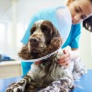 서울하이동물의료센터 이미지