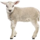 "靑羊" 양띠의 민속과 상징 이미지