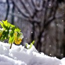 눈속에피는꽃 이미지