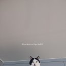 홍용의 | 남편과 시장 구경 파머스 마켓 홍용과 백향과(패션후르츠)