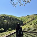 재미난밭 | 보성 여행 필수 코스, 대한다원 보성 녹차밭 기념품, 포토존, 카페 후기