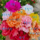 채송화정원 이미지