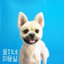 뭉치네 미용실 이미지