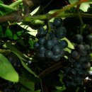 머루다래 이미지