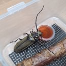 장수하늘소 이미지