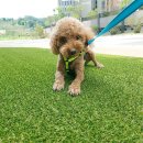 토토애견 이미지