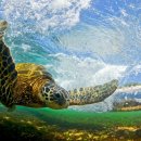 토끼와거북이 이미지