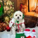 닥터강동물병원 이미지