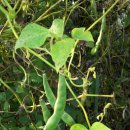 향수 농장 이미지