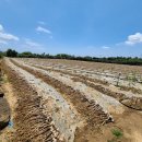 대정읍-3 이미지