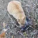 나무 밑 고양이 이미지