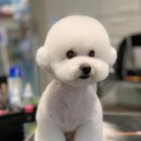 보성애견 이미지