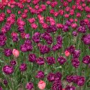 마사이워킹엘베테 영통점 | 벚꽃잎만큼 우수수 떨어지는게 무엇인가