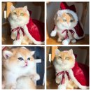 골든키티캐터리 이미지