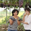 대가포도농원 이미지