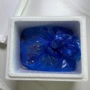 한진수산 - 영덕군 노물길 11-1 | 통수산 생새우회 티켓팅 성공 전복 구매는 덤이에요. 500g 양 가격 캠핑먹방 후기
